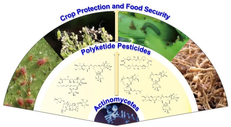 我科研人員系統(tǒng)闡述放線菌聚酮類天然產(chǎn)物農(nóng)藥