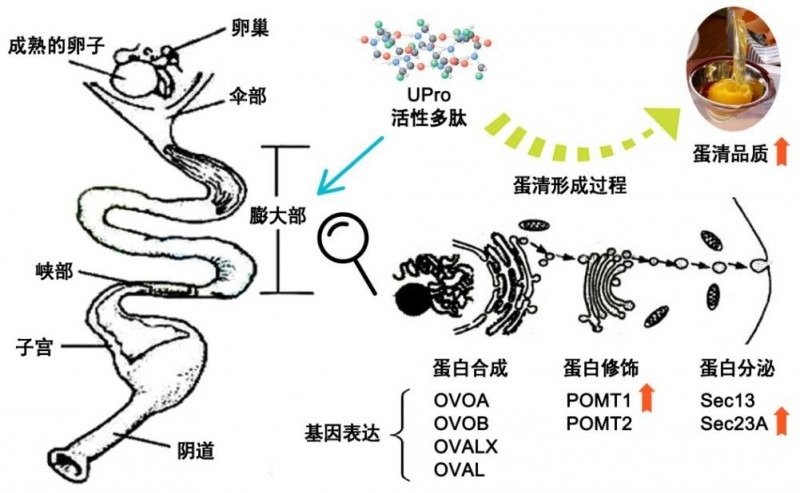 研究發(fā)現(xiàn)可改善蛋清品質(zhì)的蛋白營養(yǎng)素及其作用途徑