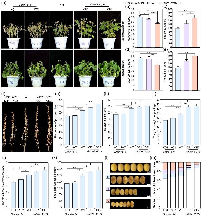 研究揭示調(diào)控植物脫落酸受體蛋白的分子機制