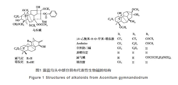 露蕊烏頭化學成分和藥理活性的研究進展