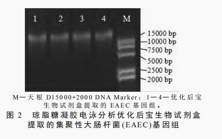 腸道集聚性大腸桿菌基因組脫氧核糖核酸提取方法比較與改進(jìn)（二）