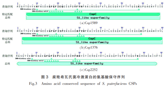 水產(chǎn)品腐敗希瓦氏菌冷激蛋白的結(jié)構(gòu)與功能分析（二）