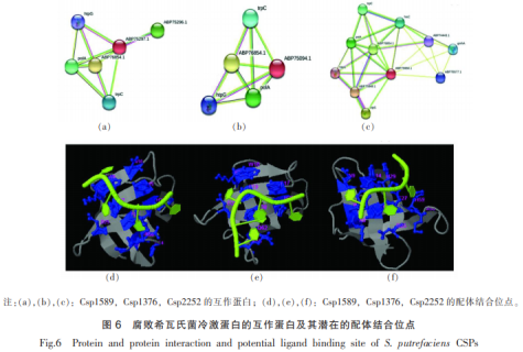 水產(chǎn)品腐敗希瓦氏菌冷激蛋白的結(jié)構(gòu)與功能分析（三）