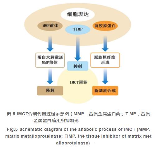 肌內(nèi)結(jié)締組織的組成、分布及生長調(diào)控研究進(jìn)展（三）