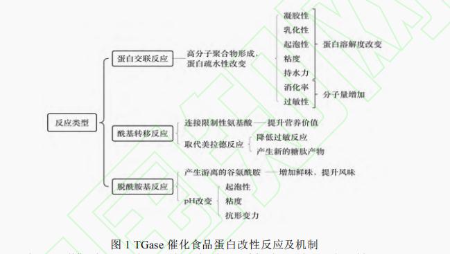 轉(zhuǎn)谷氨酰胺酶對(duì)食品蛋白特性的影響（一）