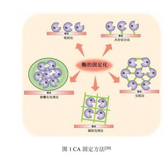 碳酸酐酶固定及在二氧化碳捕集應(yīng)用研究進(jìn)展（一）