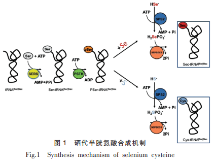 硒蛋白生理功能研究綜述（一）