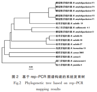 牡蠣中產(chǎn)廣譜細(xì)菌素芽孢桿菌的篩選及鑒定（二）