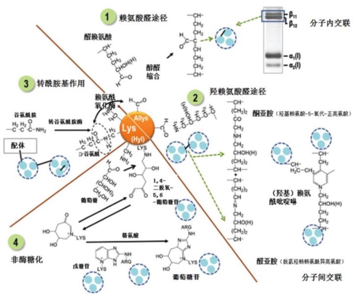 肌內(nèi)結(jié)締組織的組成、分布及生長調(diào)控研究進(jìn)展（二）