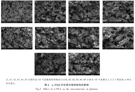 γ-聚谷氨酸對凍藏谷蛋白水合及結(jié)構(gòu)的影響（二）