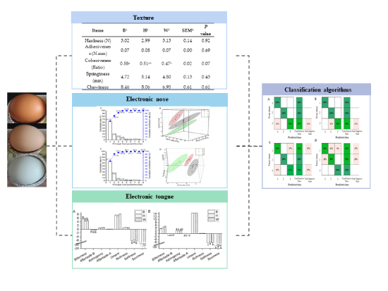 電子感官結(jié)合算法技術(shù)可用于雞蛋鑒別