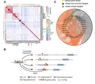 研究揭示麥類特異轉(zhuǎn)座子重塑小麥環(huán)境適應(yīng)的調(diào)控網(wǎng)絡(luò)