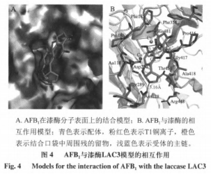 重組漆酶降解黃曲霉毒素B1分子對(duì)接分析及產(chǎn)物結(jié)構(gòu)解析（二）