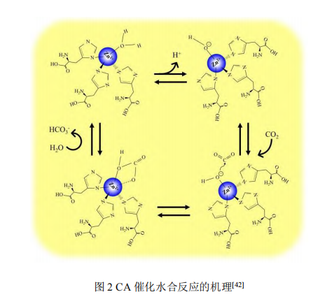 碳酸酐酶固定及在二氧化碳捕集應(yīng)用研究進(jìn)展（二）