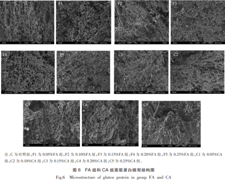 麥麩酚酸類(lèi)物質(zhì)對(duì)面團(tuán)聚集態(tài)的影響（三）