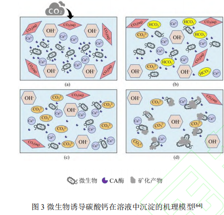 碳酸酐酶固定及在二氧化碳捕集應(yīng)用研究進(jìn)展（三）