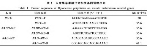 紅肉火龍果采后品質劣變及蘋果酸代謝研究（一）