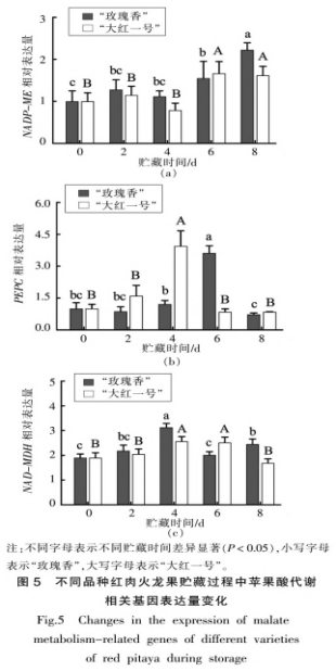 紅肉火龍果采后品質劣變及蘋果酸代謝研究（三）