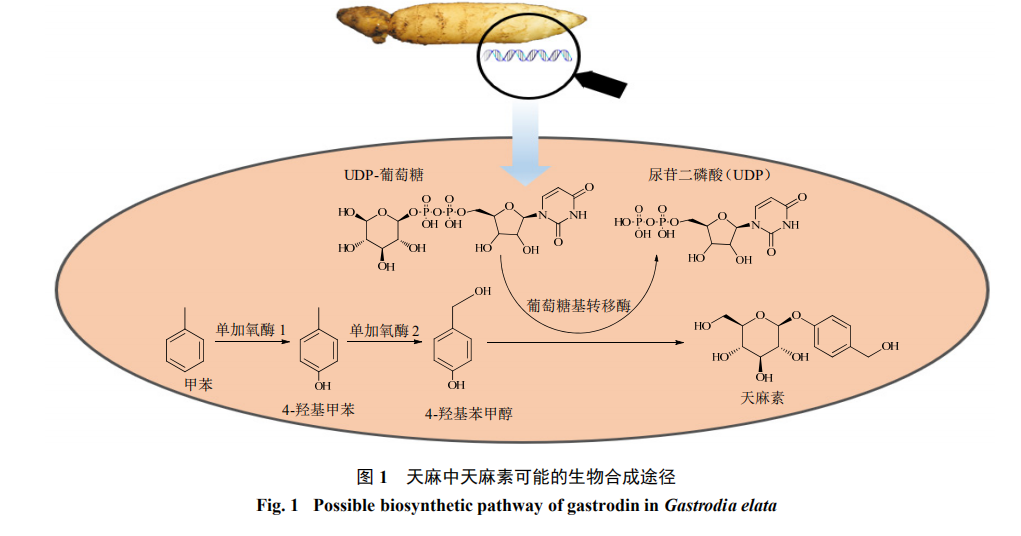 天麻素生物合成的研究進展（一）