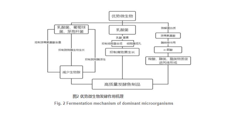 發(fā)酵魚中菌群組成及發(fā)酵特性研究進展（三）