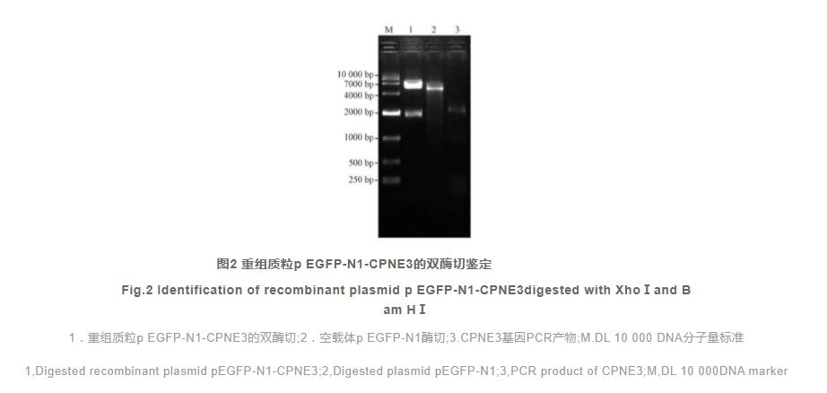 Copine-3-增強(qiáng)型綠色熒光蛋白融合蛋白在細(xì)胞中的表達(dá)和定位（二）