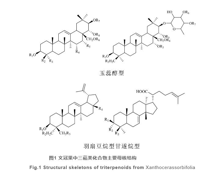 文冠果研究開發(fā)進展（一）