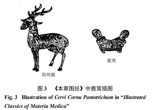 基于中藥質量標志物（Q-Marker）的鹿茸質量控制標準體系構建 （三）