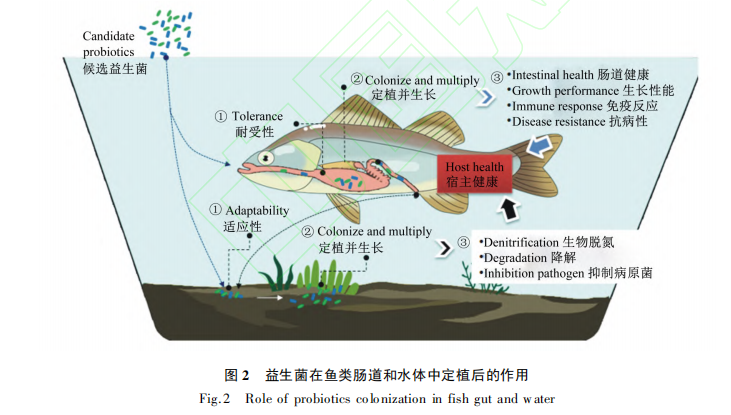 水產(chǎn)養(yǎng)殖中好氧反硝化細(xì)菌的篩選及評(píng)價(jià)研究進(jìn)展（二）