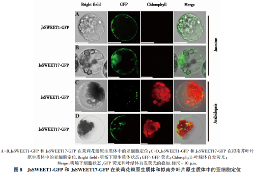 茉莉花原生質(zhì)體瞬時表達(dá)體系的建立及應(yīng)用（三）