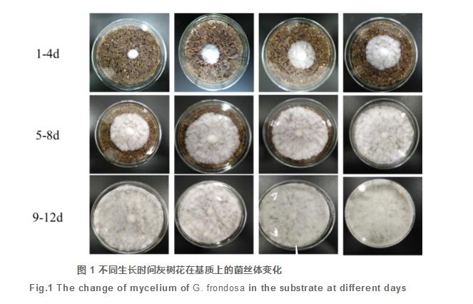 天麻參與灰樹花固態(tài)發(fā)酵對基質(zhì)主要活性成分的影響（一）