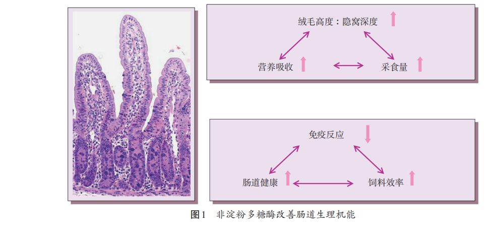 禁抗下功能性飼料添加劑的營(yíng)養(yǎng)健康作用（三）