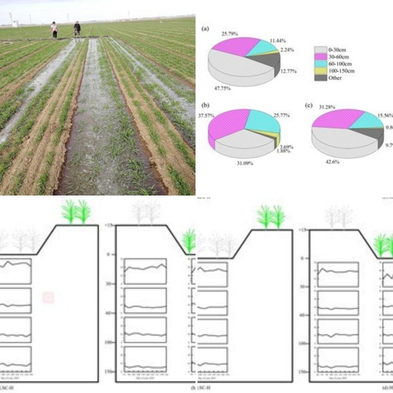 研究揭示高低畦栽培模式下冬小麥適宜灌溉深度