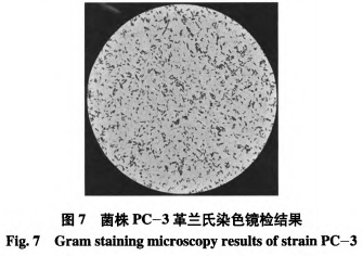 一株安徽本地泡菜中產(chǎn)細(xì)菌素乳酸菌的篩選與鑒定（三）