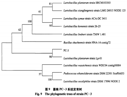 一株安徽本地泡菜中產(chǎn)細(xì)菌素乳酸菌的篩選與鑒定（四）