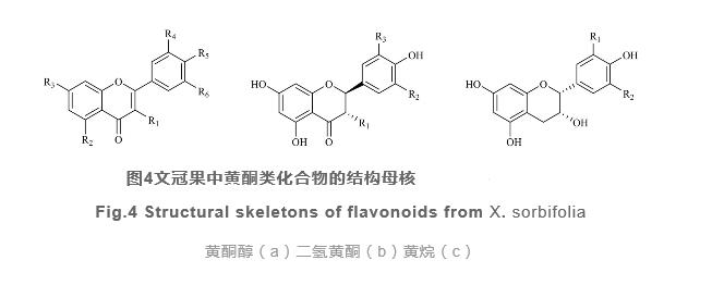 文冠果研究開發(fā)進(jìn)展（三）