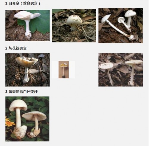 要命了真有毒毒毒……路邊的野蘑菇你不要采