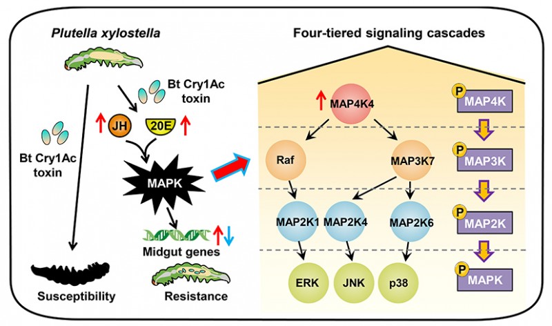 MAPK信號(hào)途徑調(diào)控小菜蛾對(duì)Bt Cry1Ac殺蟲蛋白抗藥性信號(hào)網(wǎng)絡(luò)的拓?fù)浣Y(jié)構(gòu)和功能機(jī)制