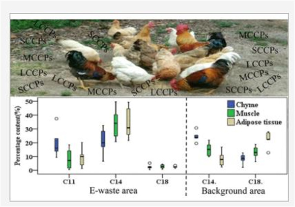 質(zhì)標所在散養(yǎng)雞體內(nèi)不同碳鏈氯化石蠟積累差異性方面取得進展
