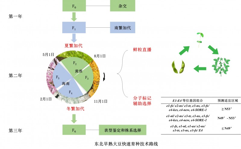 中國農(nóng)業(yè)科學(xué)院作科所研發(fā)出自然條件下1年4代大豆快速育種新技術(shù)