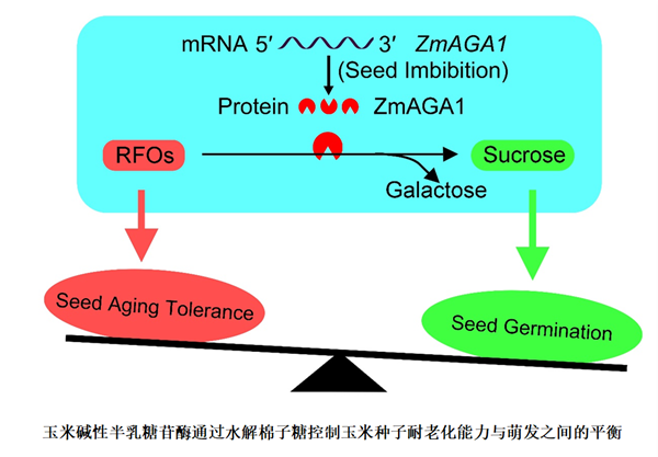 西北農(nóng)林科技大學(xué)趙天永實(shí)驗(yàn)室發(fā)現(xiàn)調(diào)控玉米種子耐儲(chǔ)性與萌發(fā)速度之間平衡的新機(jī)制