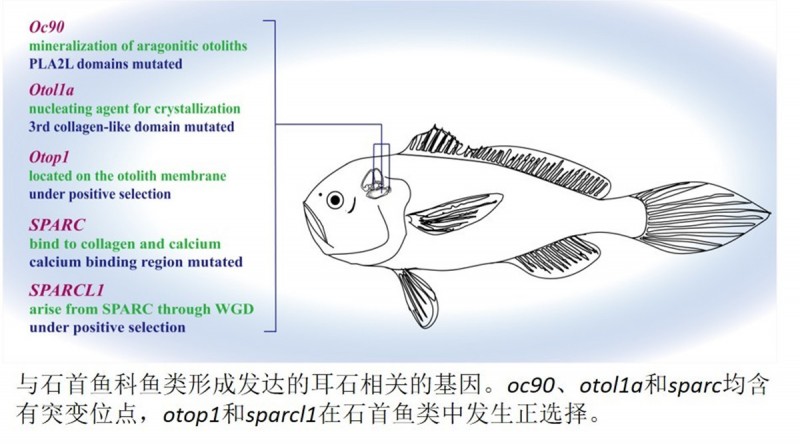 中國水產(chǎn)科學(xué)研究院東海所發(fā)布棘頭梅童魚染色體級別基因組圖譜