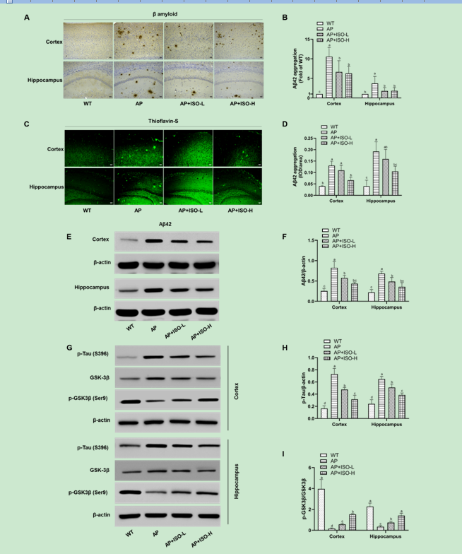 北京市農(nóng)林科學(xué)院生物所在玉米黃酮異葒草素調(diào)節(jié)阿爾茨海默病研究方面取得重要進展