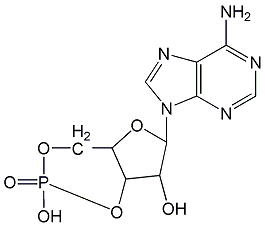 腺苷-3',5'-環(huán)狀磷酸