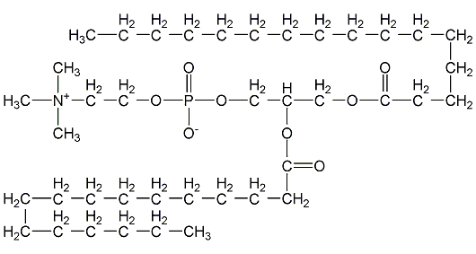 棕櫚膽磷