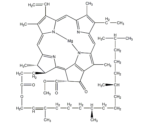 葉綠素 A