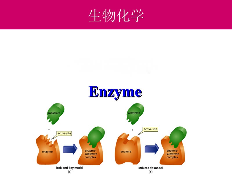 酶制劑在醫(yī)療器械清洗劑中的作用您了解多少？