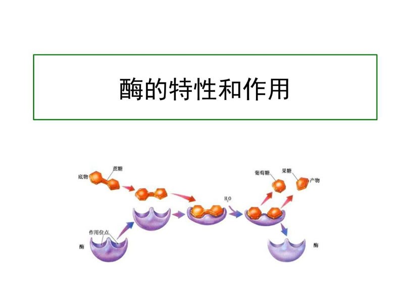 酶制劑在醫(yī)療器械清洗劑中的作用您了解多少？