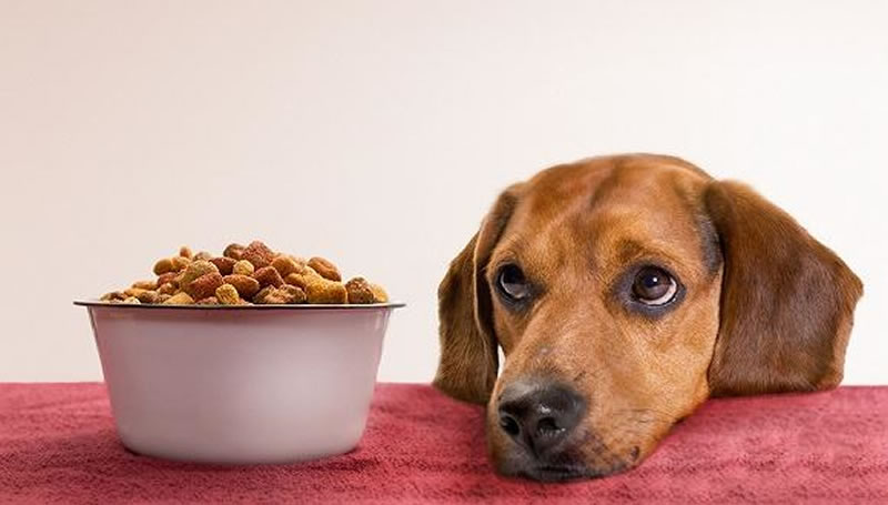 如何酶解雞肝粉提高寵物飼料誘食劑風(fēng)味？