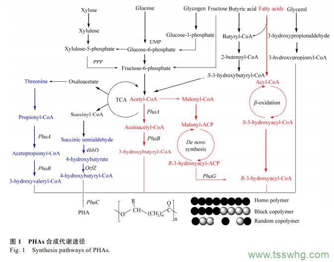 阿魏酸及其衍生物在食品添加劑領(lǐng)域研究進(jìn)展（一）