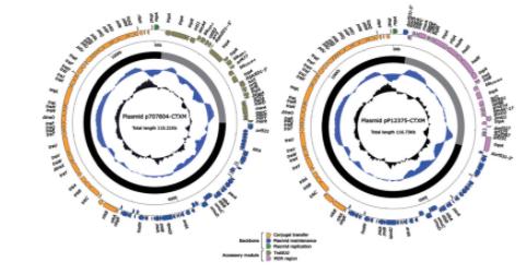 兩個(gè)來(lái)自非脫羧勒克菌的MDR質(zhì)粒耐藥機(jī)制研究（二）